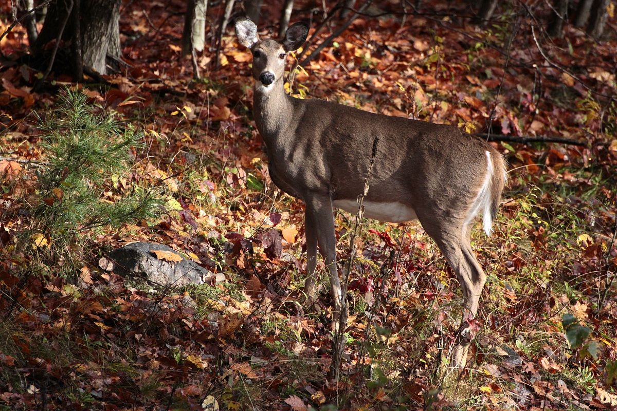 Algonquin Provincial Park, Canada