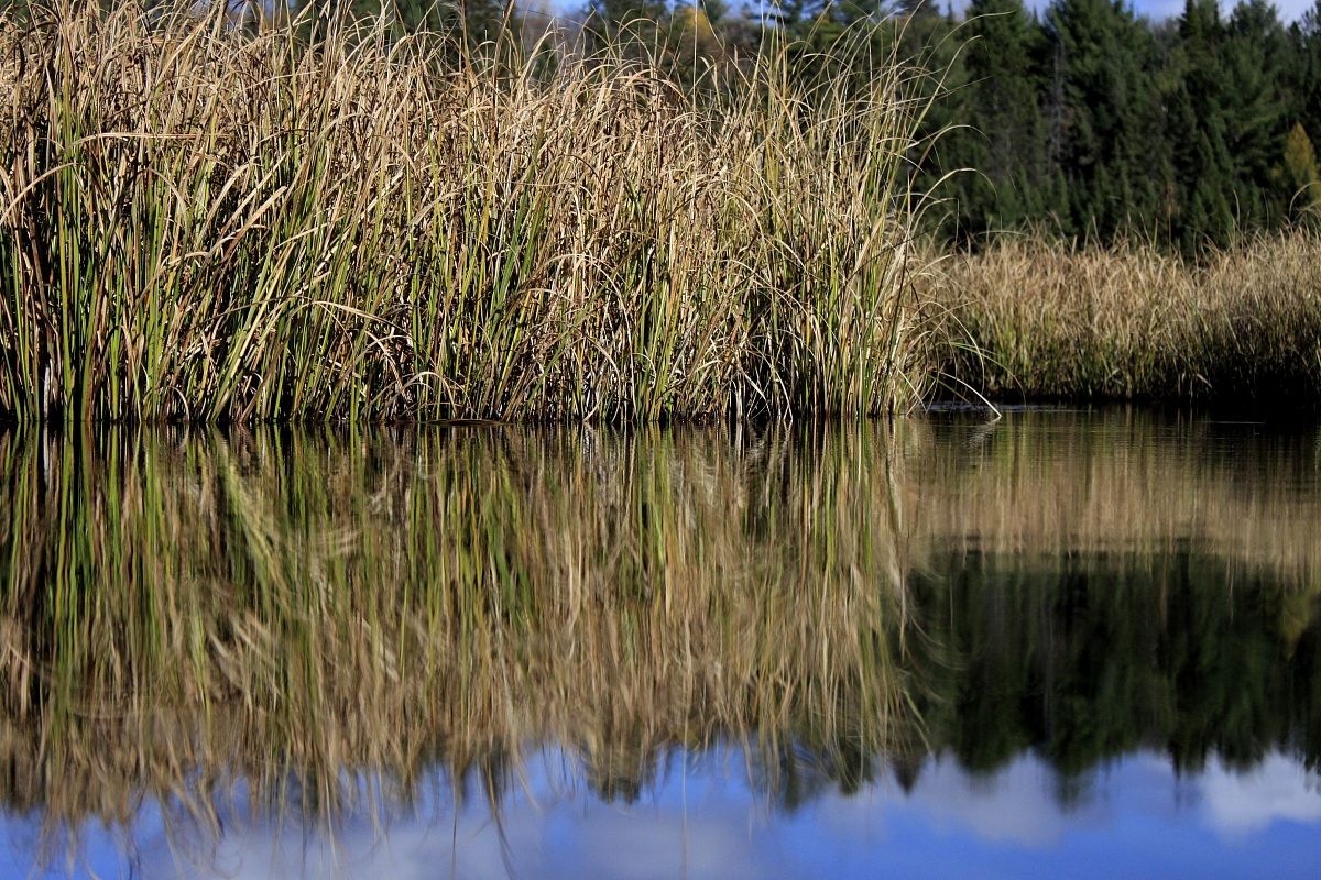 Algonquin Provincial Park, Canada
