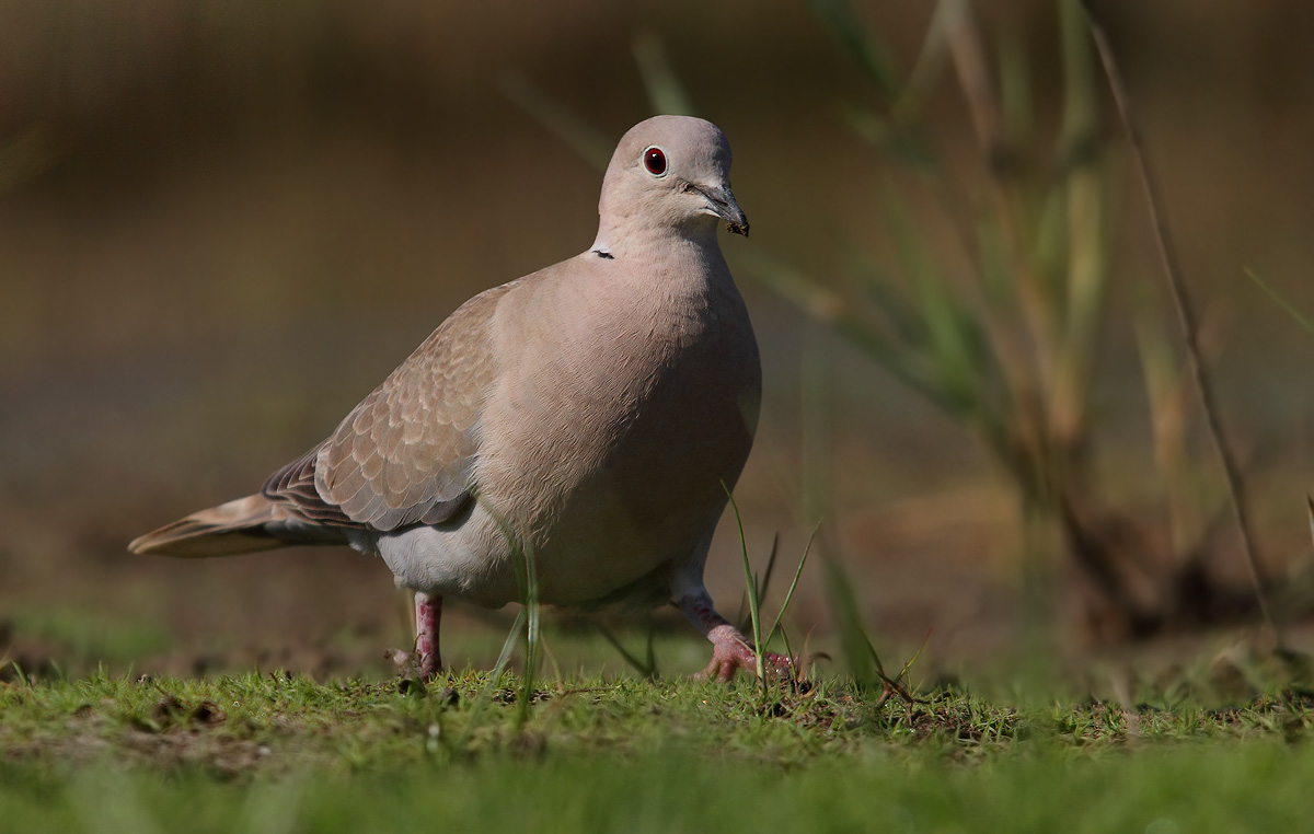 collared dove
