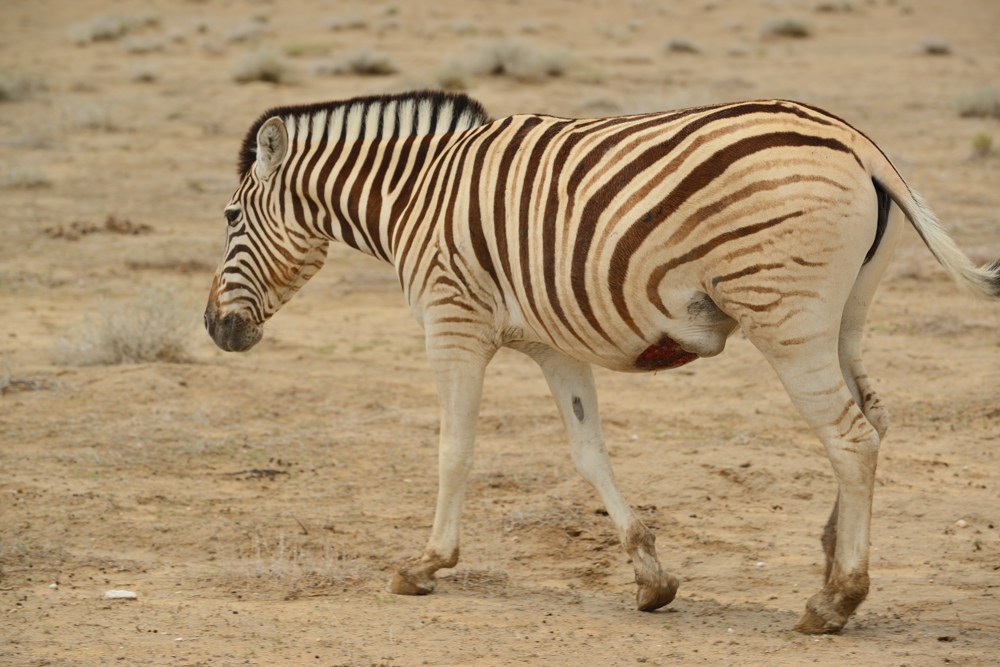 Etosha