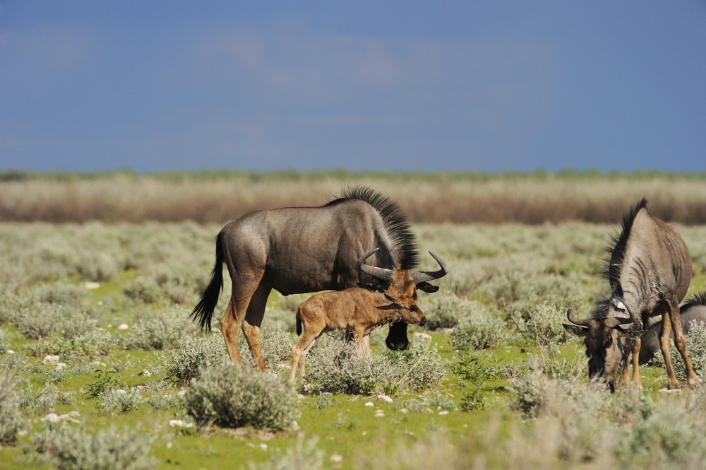 Etosha