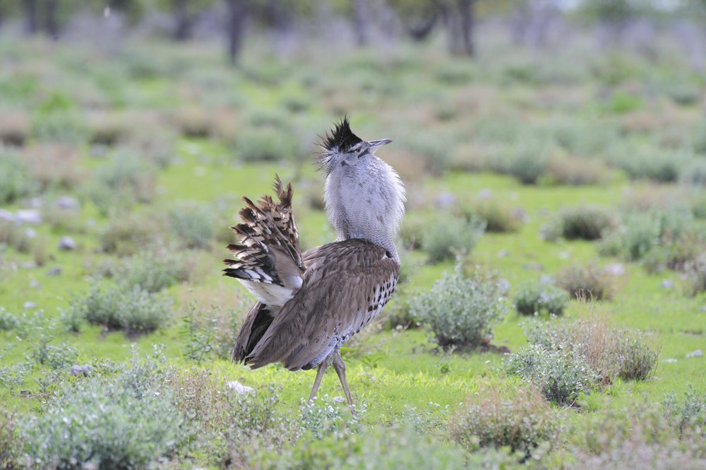 Etosha