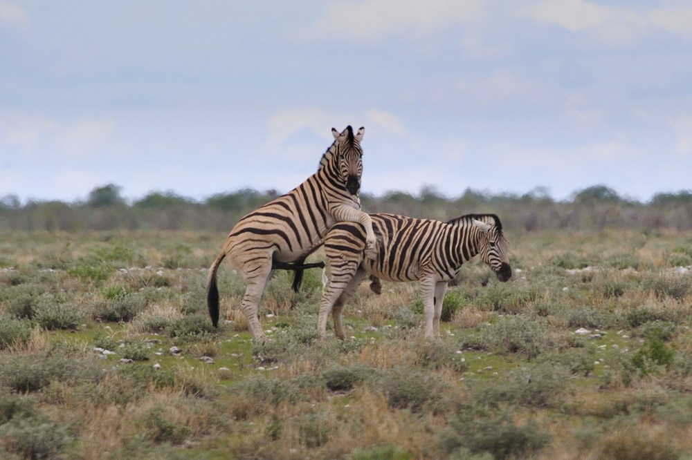 Etosha