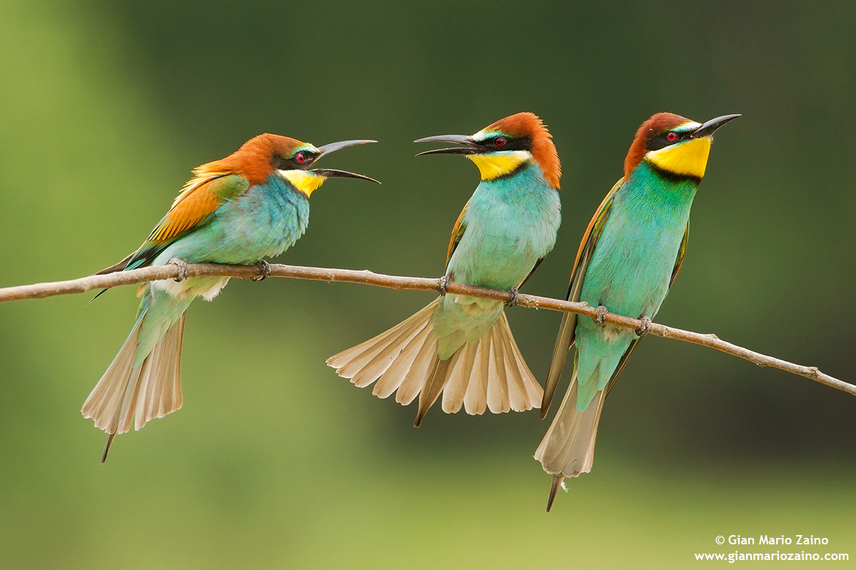 Merops apiaster / Gruccione