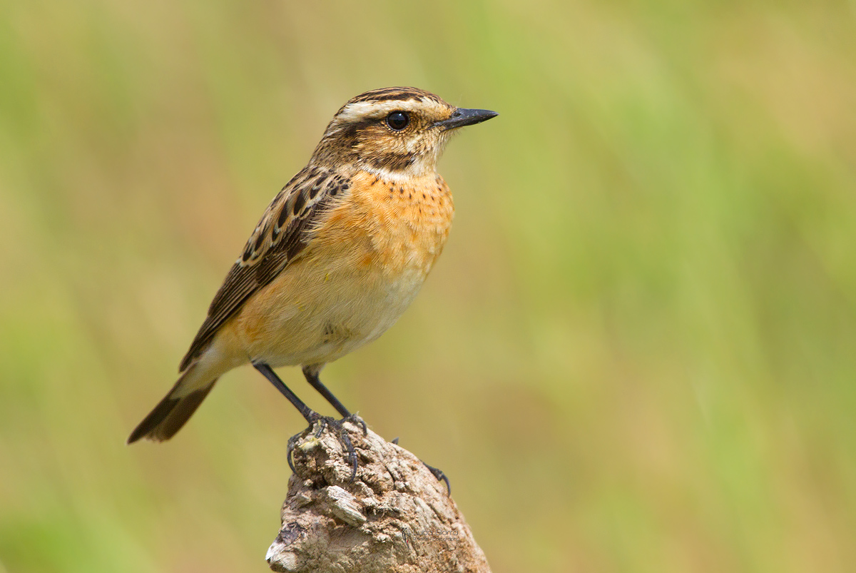 Whinchat