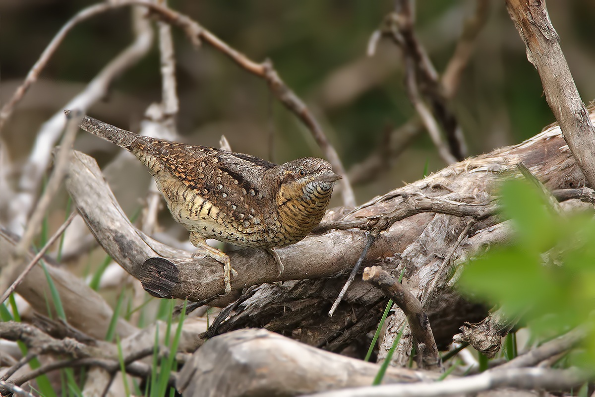 The mimicry of torticollis # 2