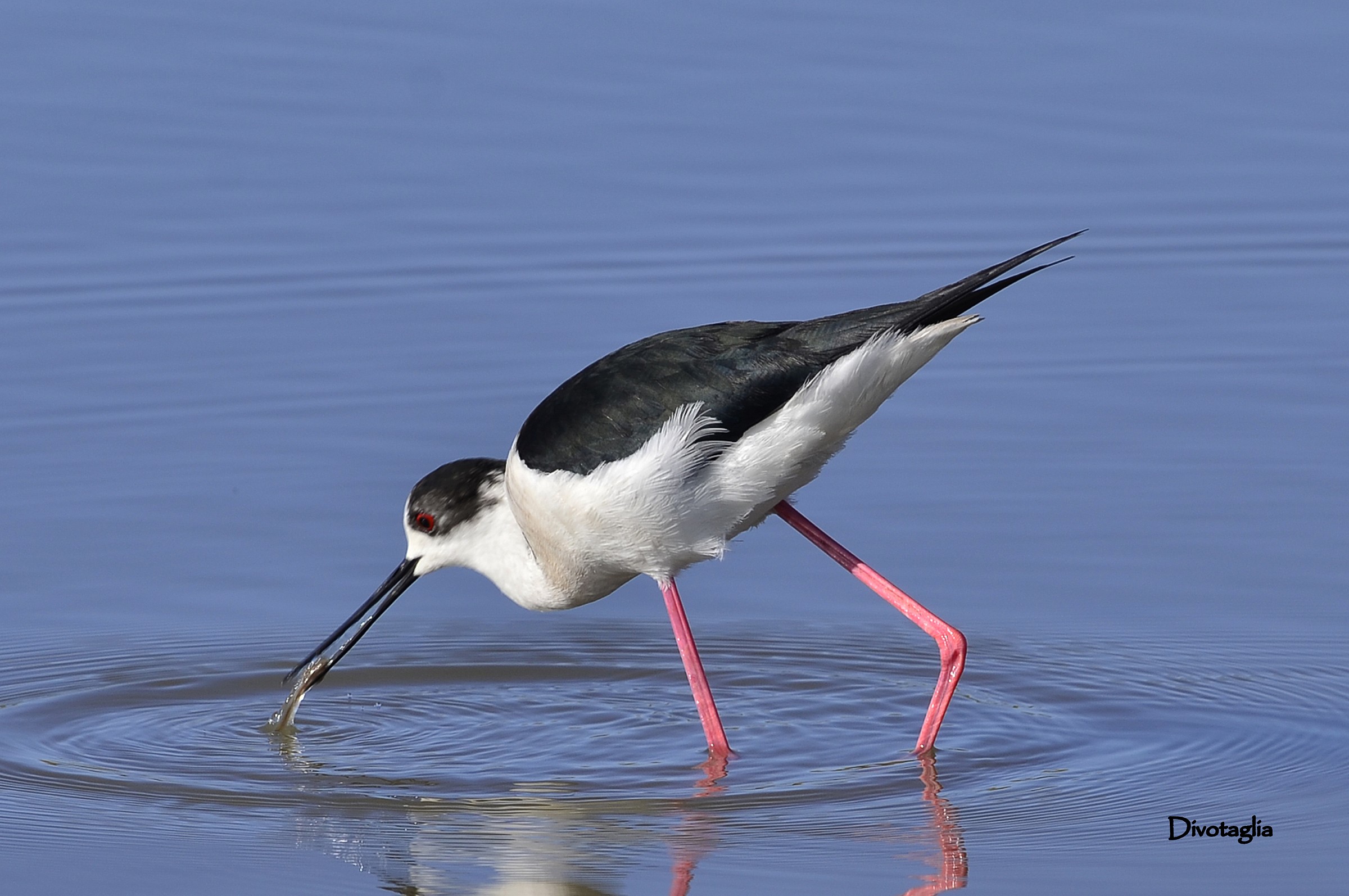 Knight of Italy (stilt stilt)