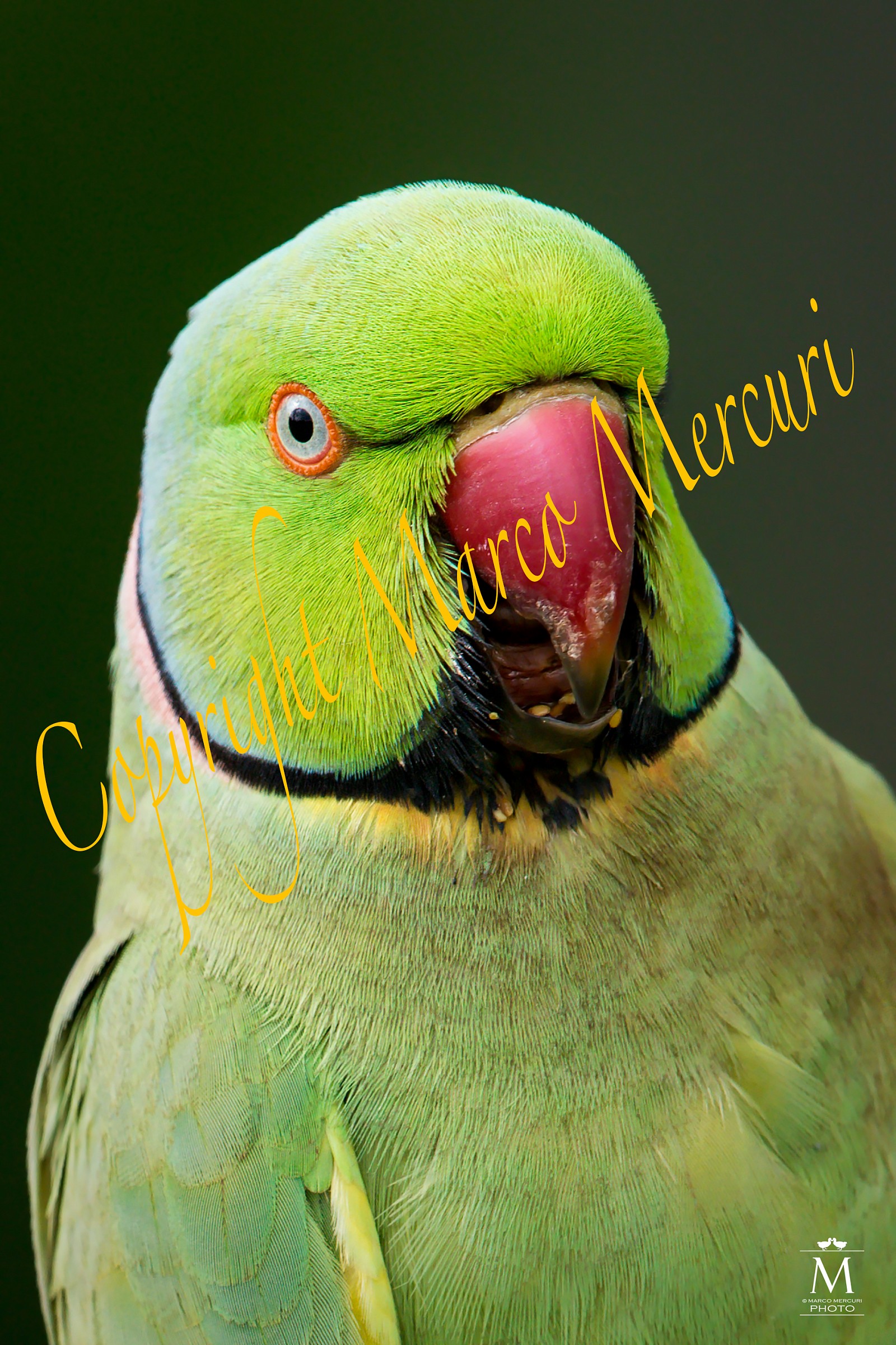 The Scream Menacing.