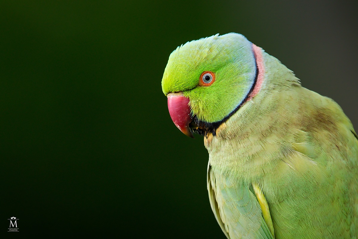 Parakeet Filed: Left Side.