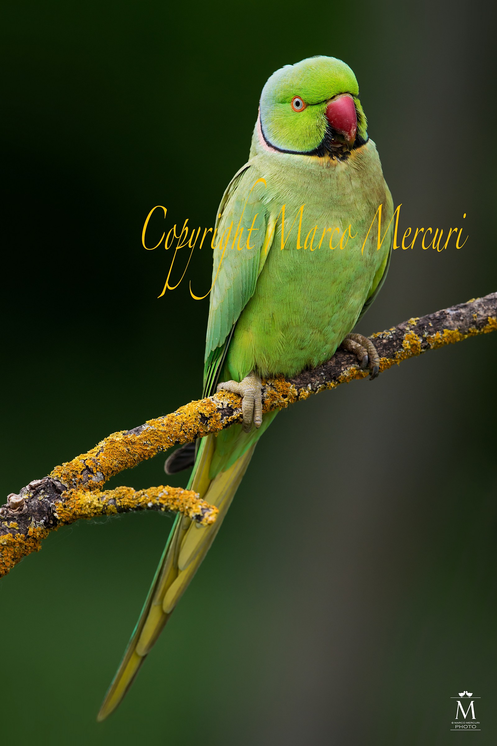 The Parakeet collar.