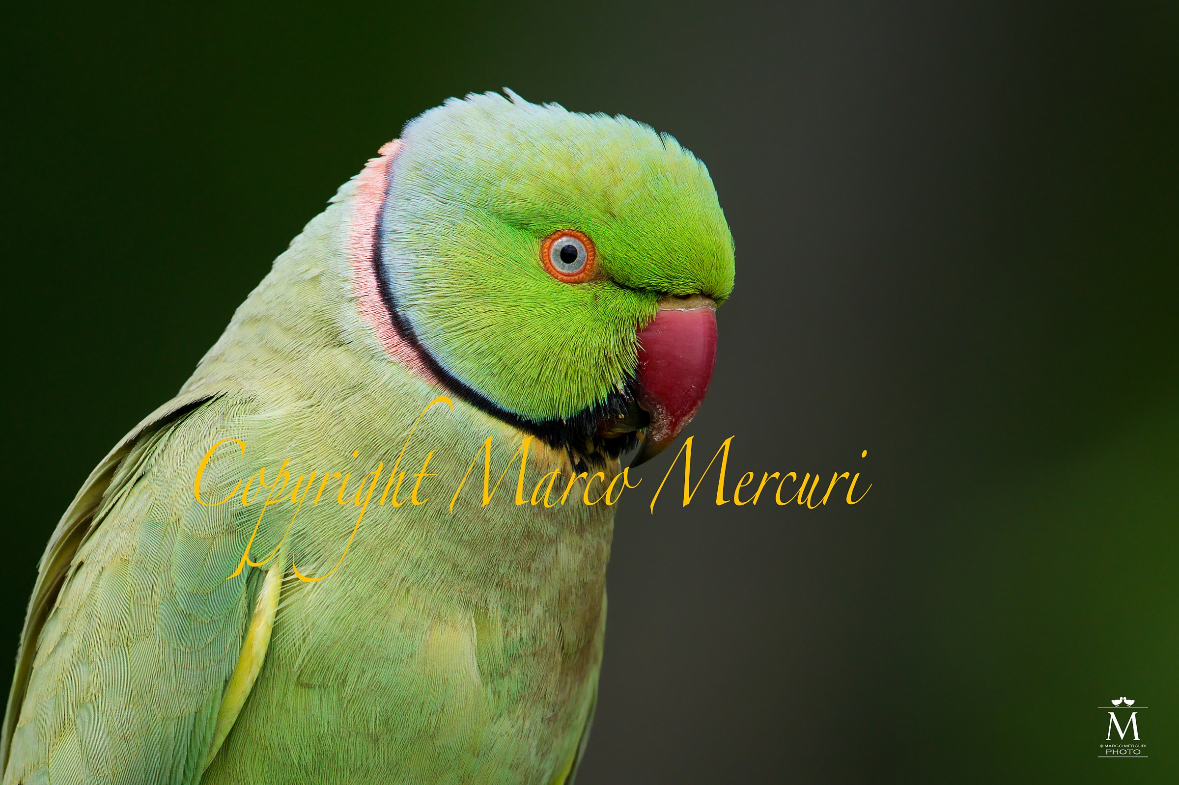 Parakeet Filed: Right Side.