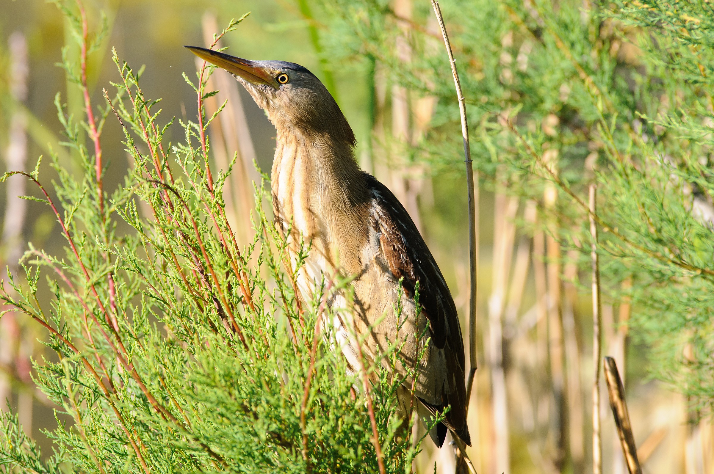 Bittern