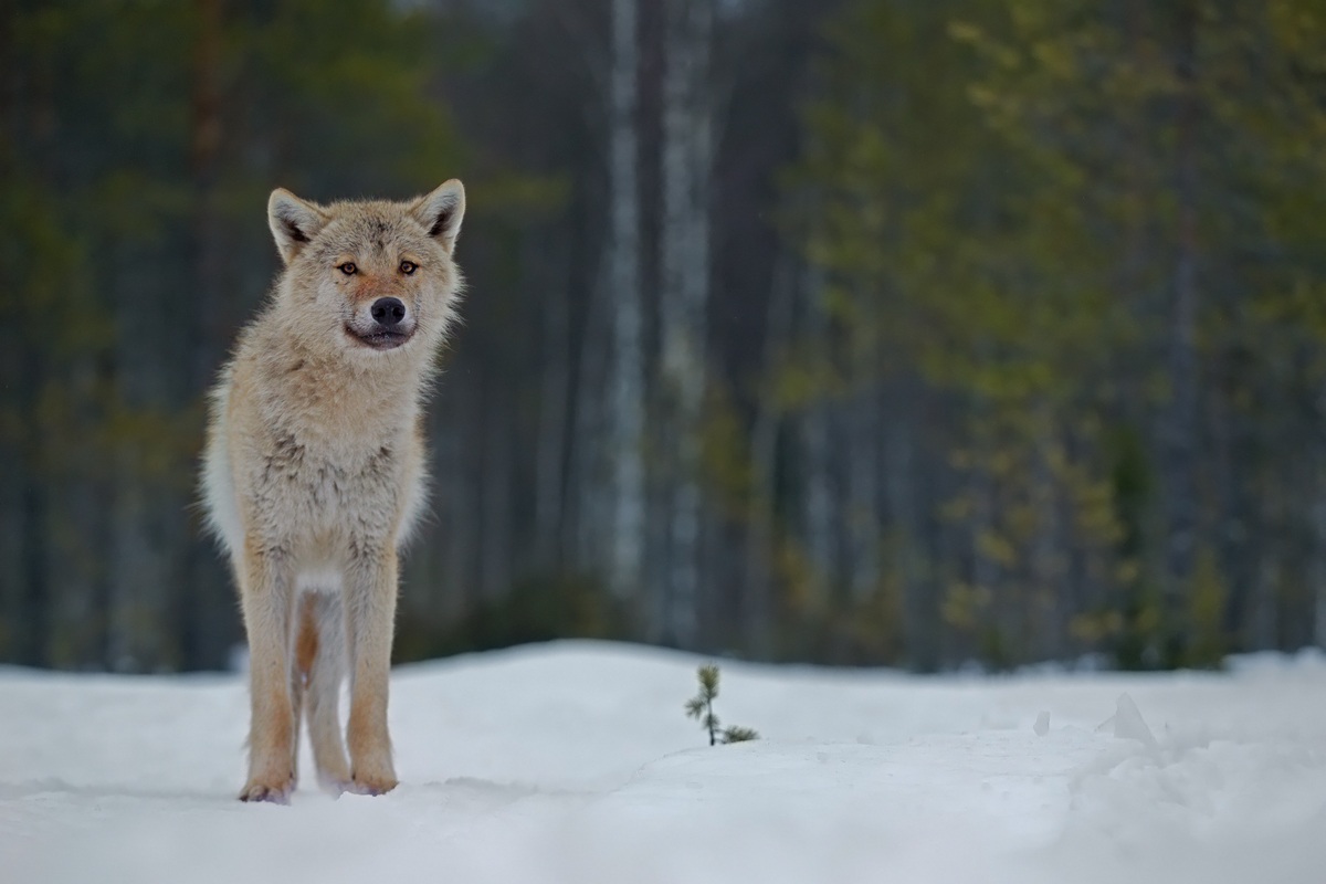 Sono un lupo tanto buonino..... ( NO zoo!! )