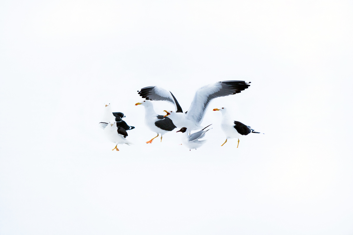 Gulls, gulls, gulls.........