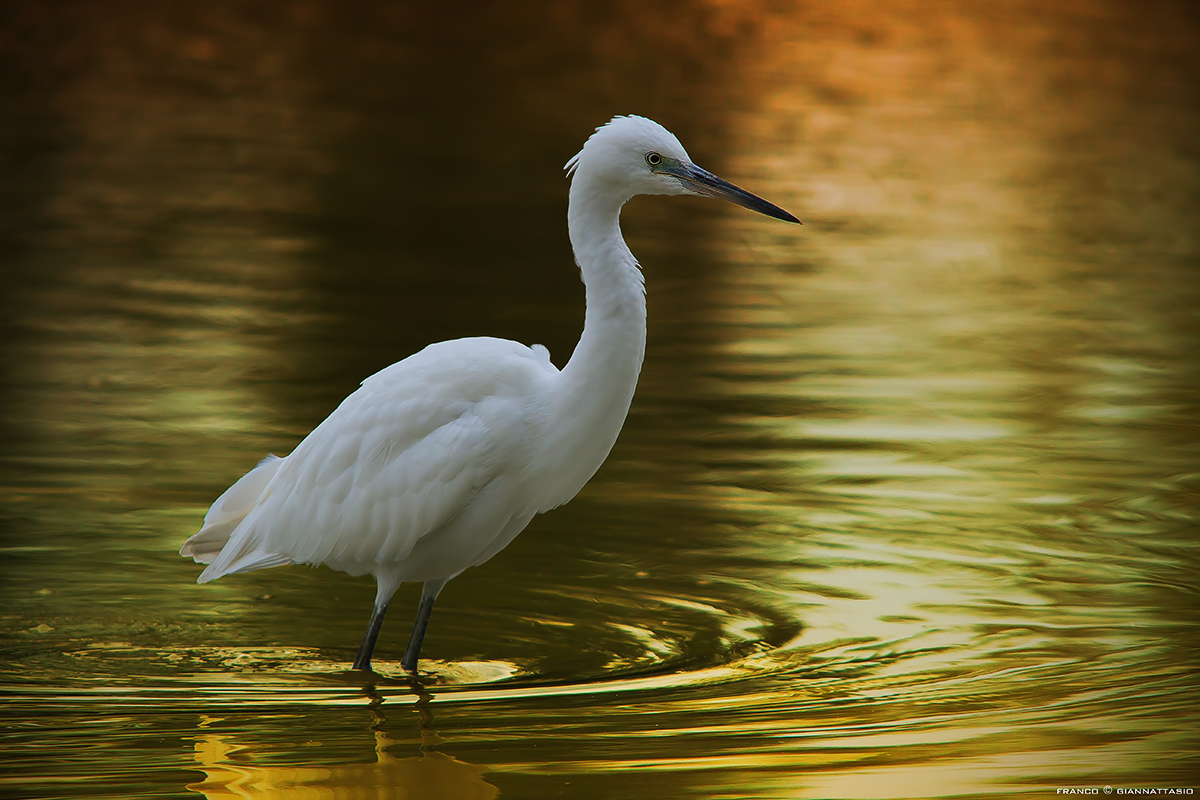 An egret at sunset.