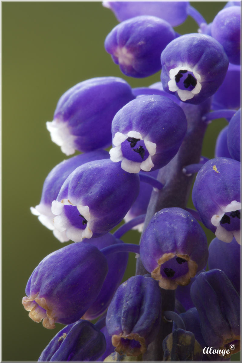 Particolare di Muscari