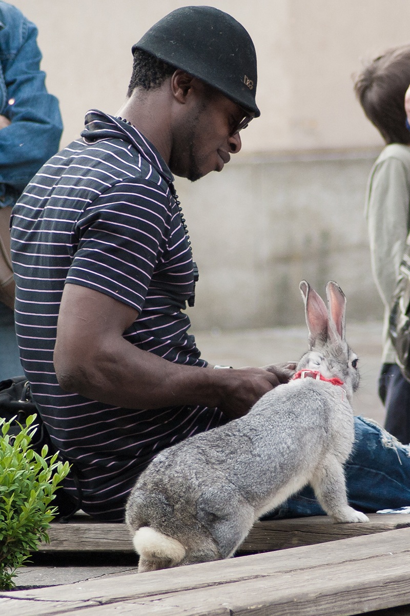 The dogs are too mainstream