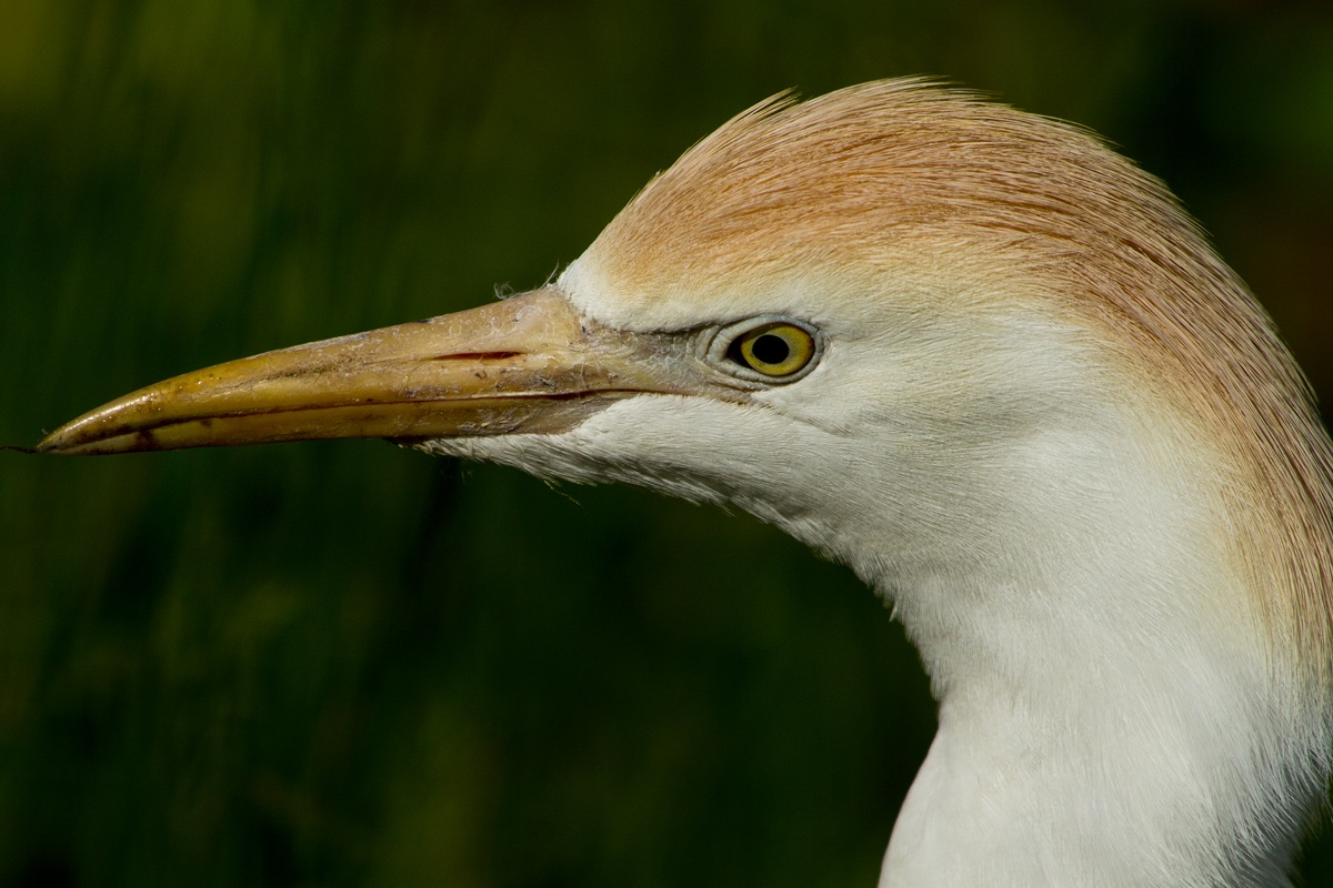 Portrait of Egrets
