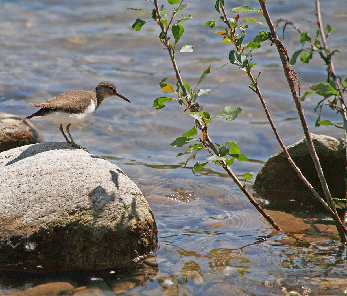 Common Sandpiper
