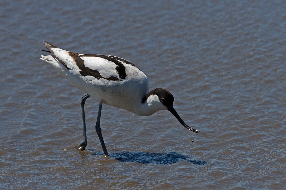 Avocet