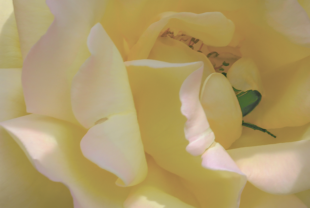 A guest at the home of the Rose