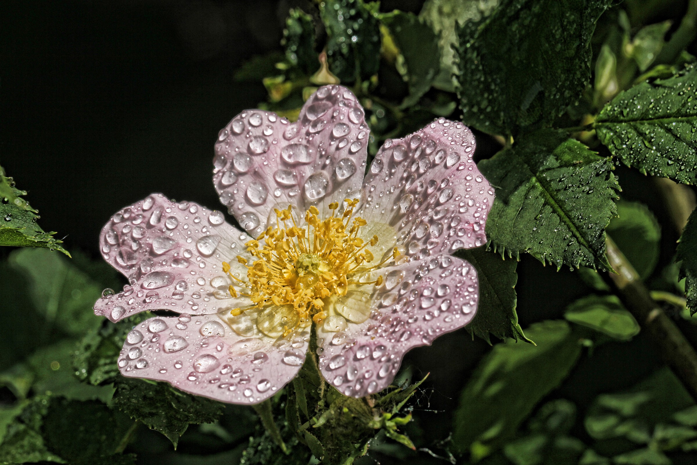 rosa selvatica