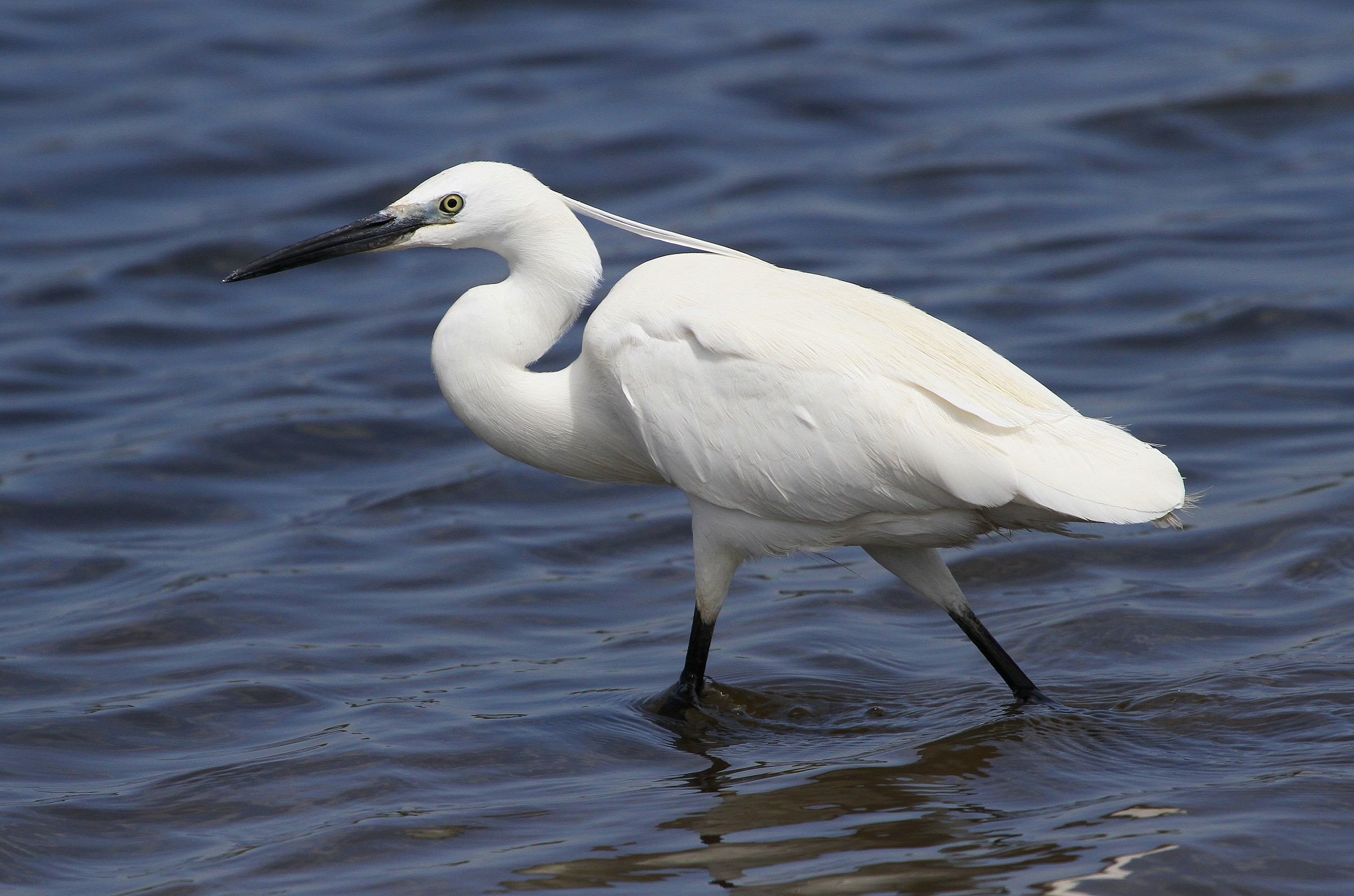 Little Egret Egretta