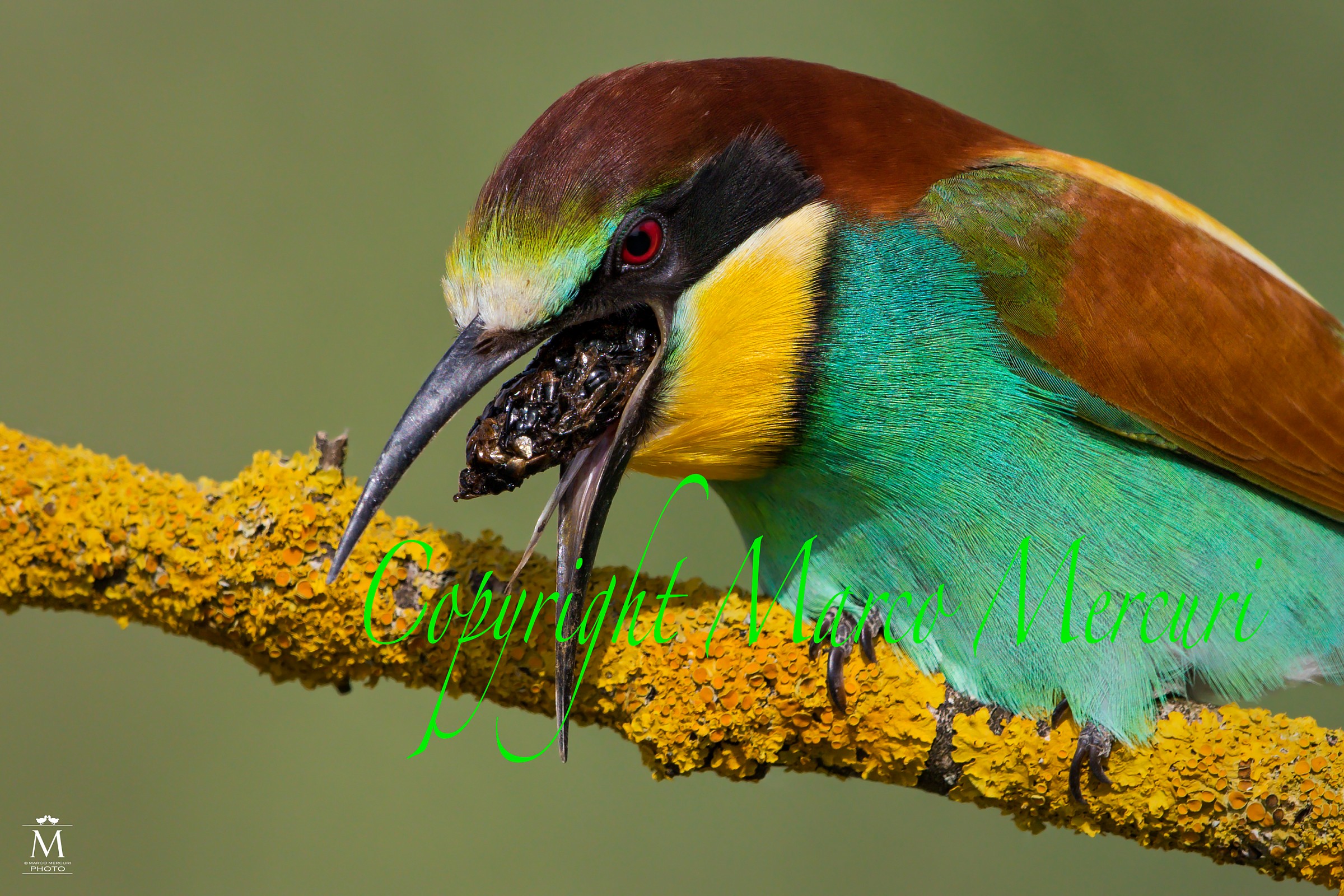 The Borra regurgitation.