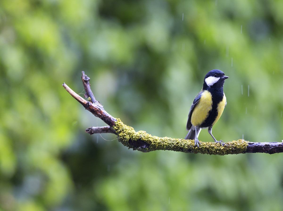 Great Tit