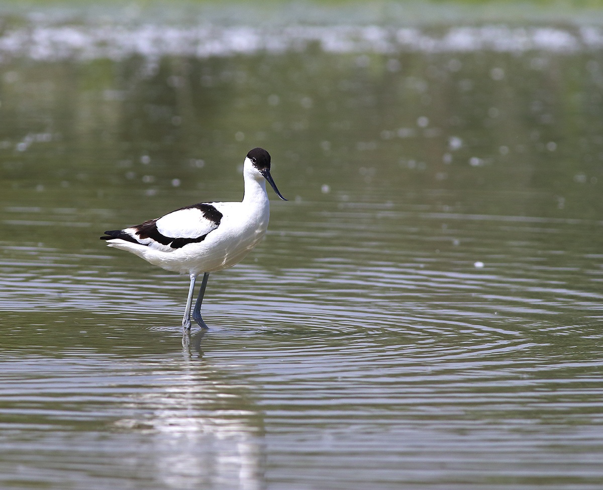 Avocetta