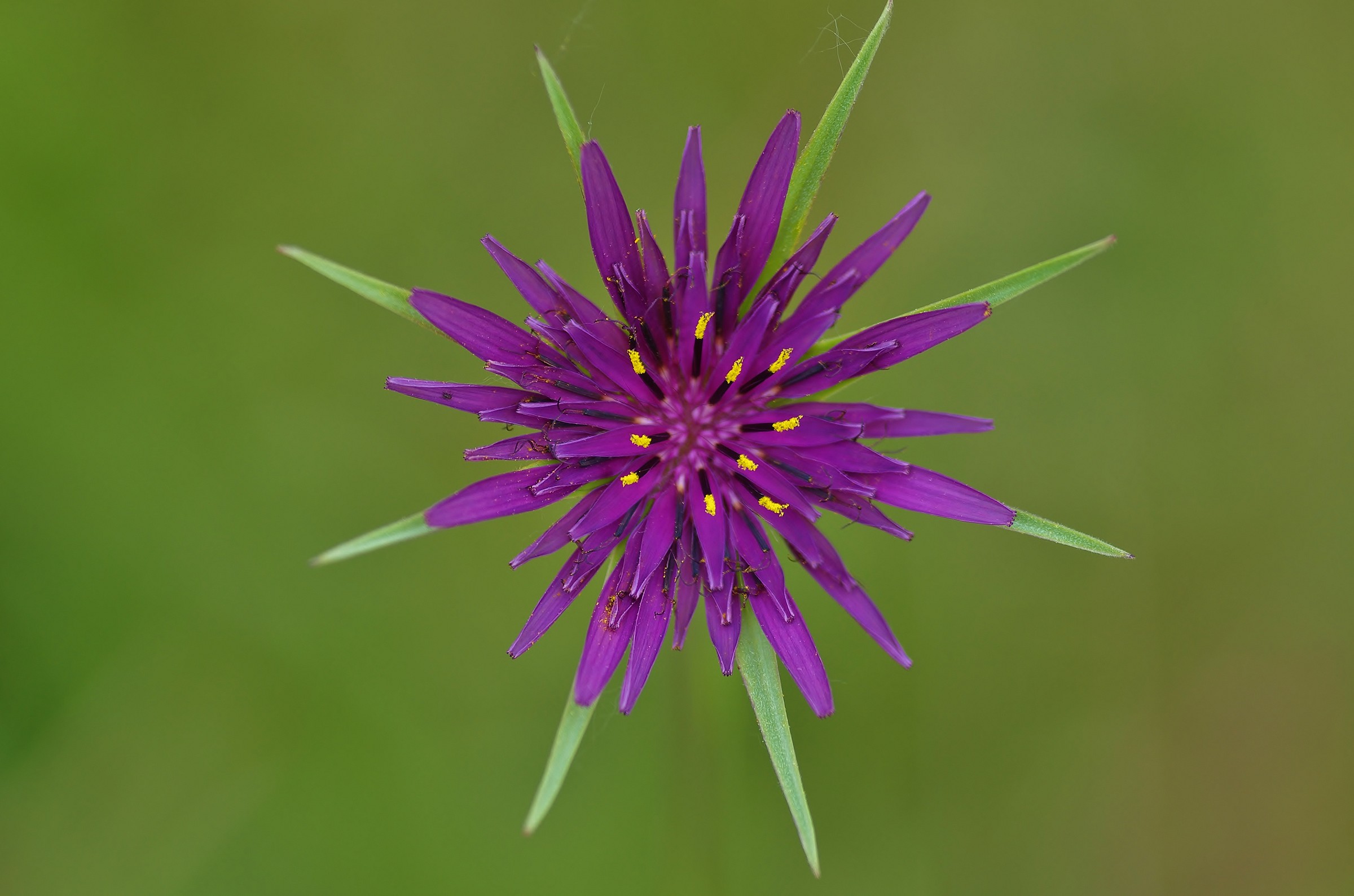 la stella del pascolo