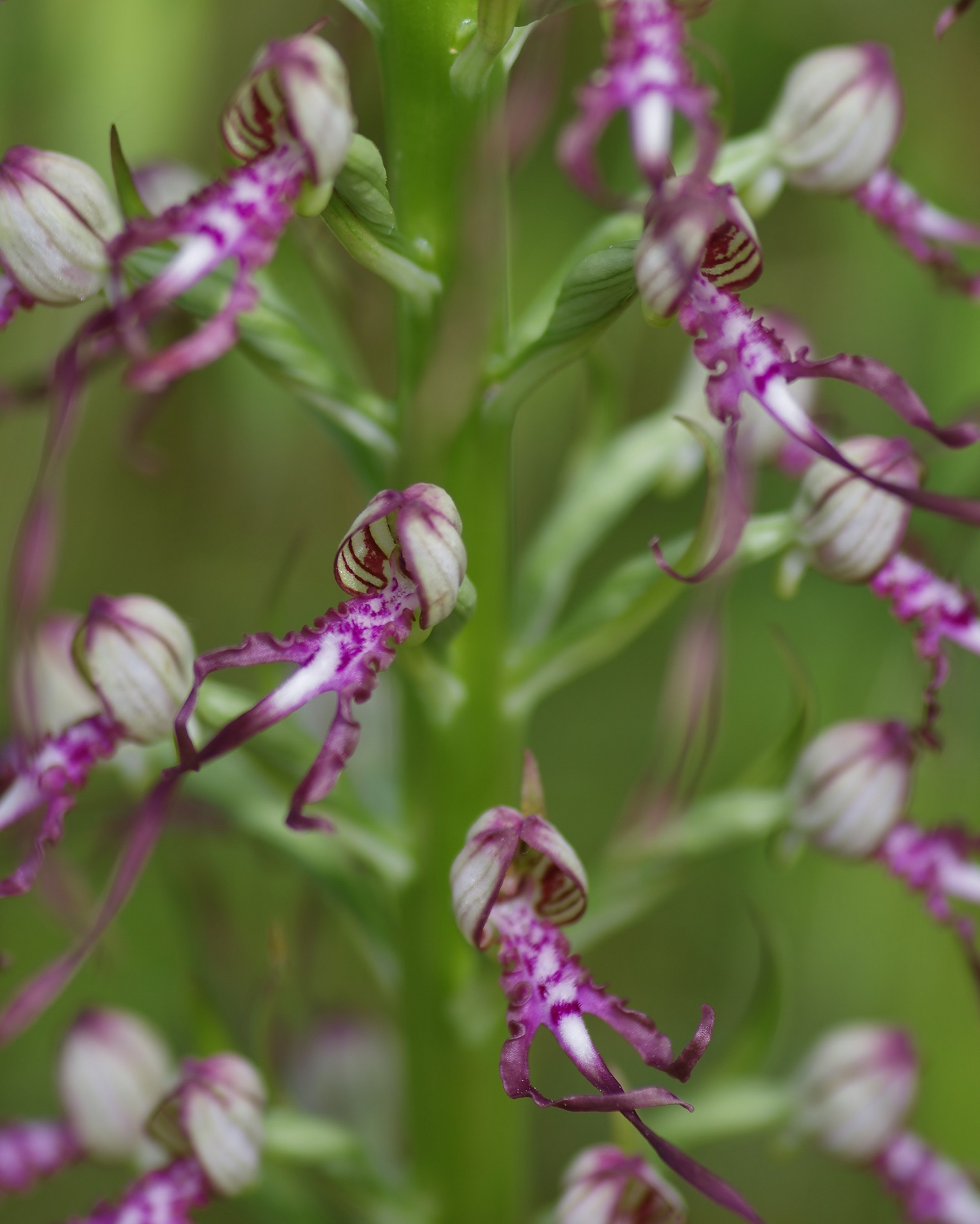 elegante himatoglossum adriaticum