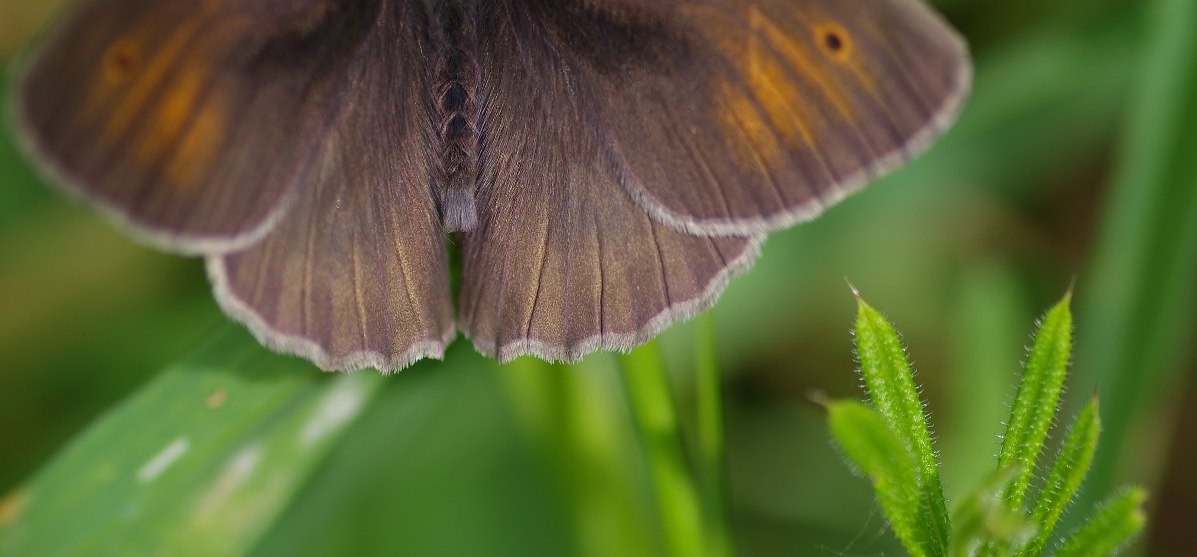 linee armoniose nella natura