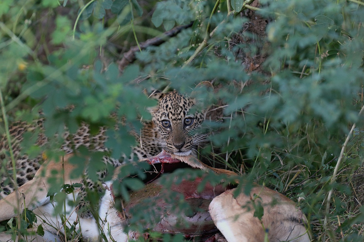 La cena del cucciolo