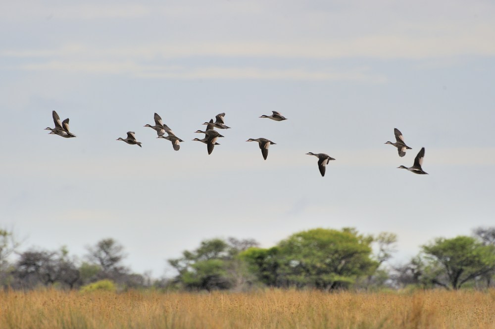 Etosha