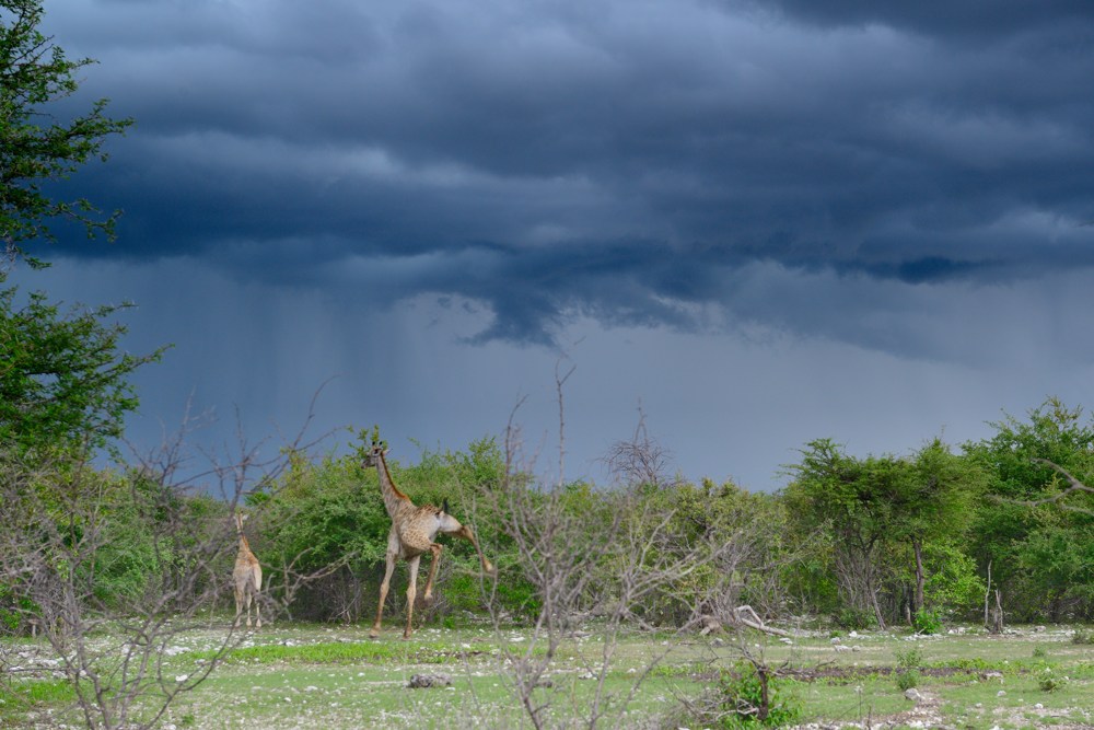 Etosha
