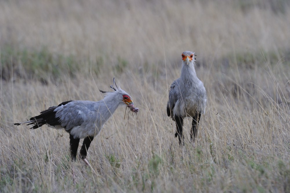 Etosha