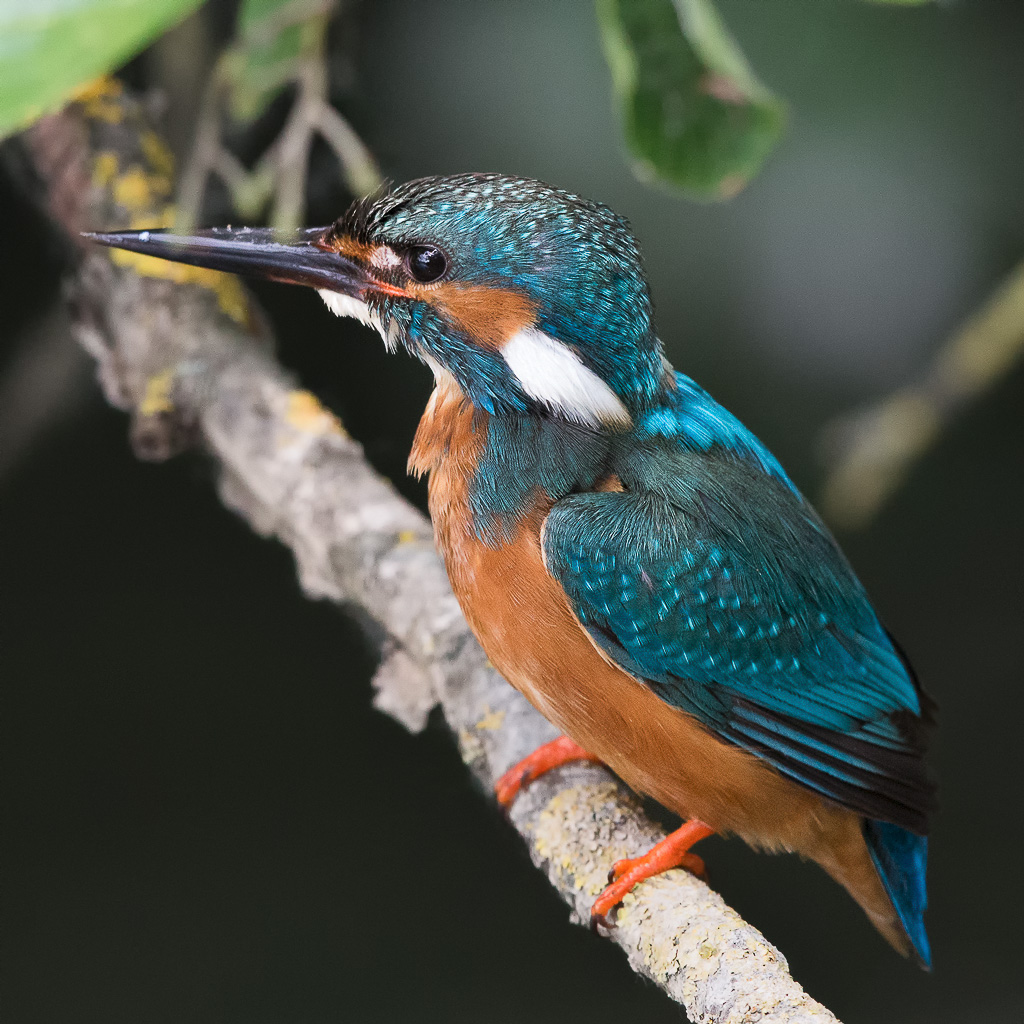 Kingfisher
