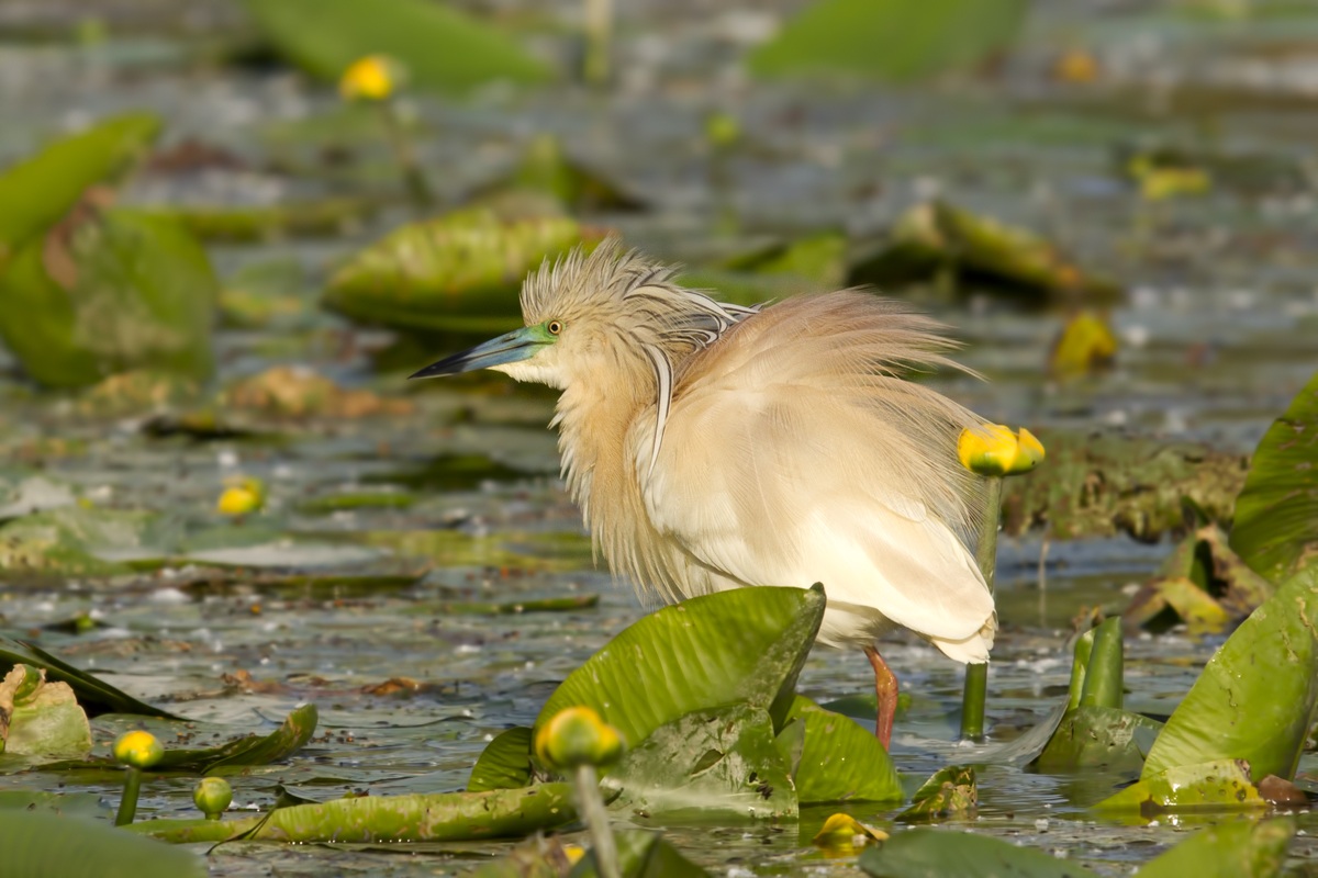 Sgarza ciuffetto arruffata