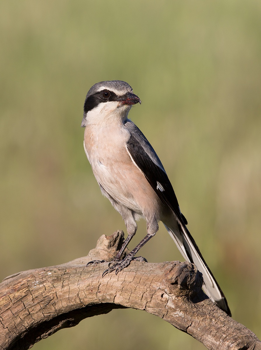 averla maggiore meridionale