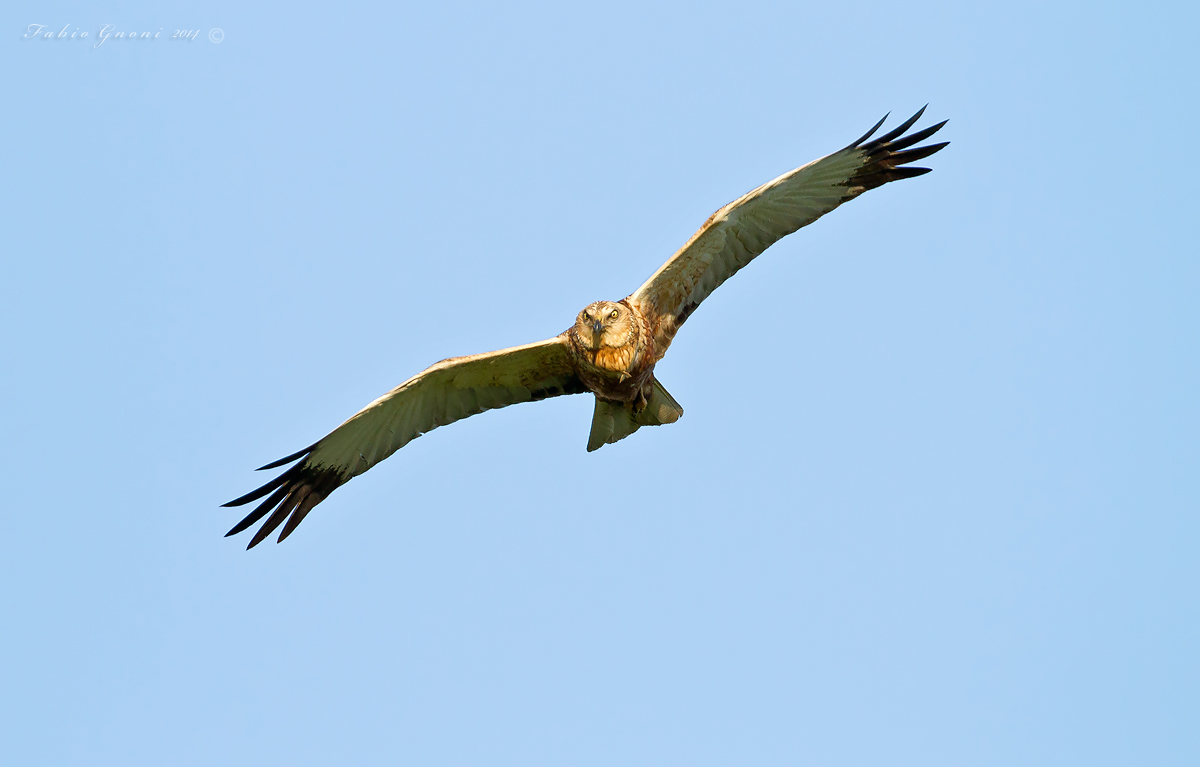 Marsh Harrier "the look"