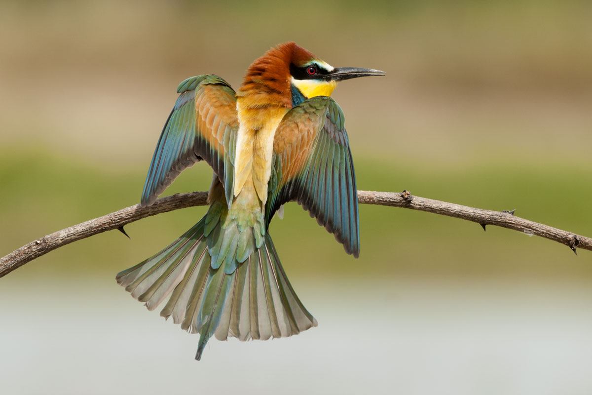 Eater .... ingrucciato