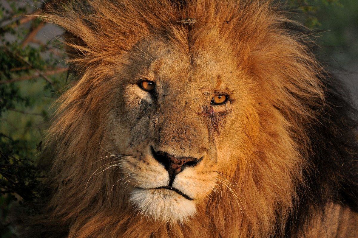 leone baciato dal tramonto