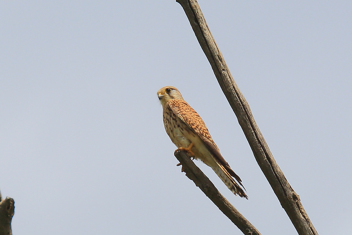 Kestrel