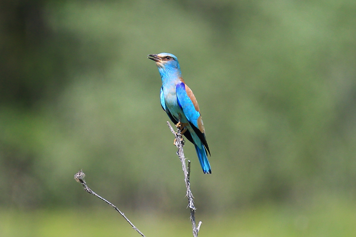 The lure of jay Marina