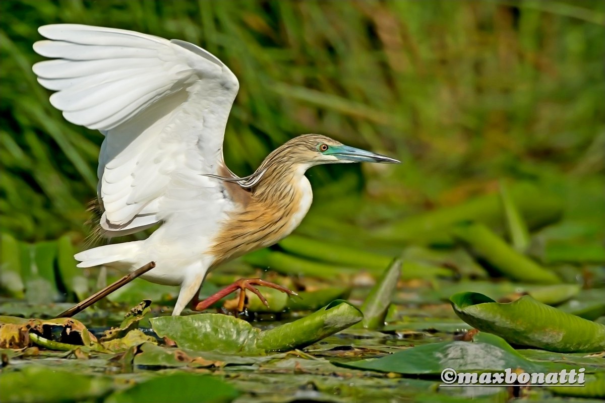 Squacco (Ardeola ralloides)
