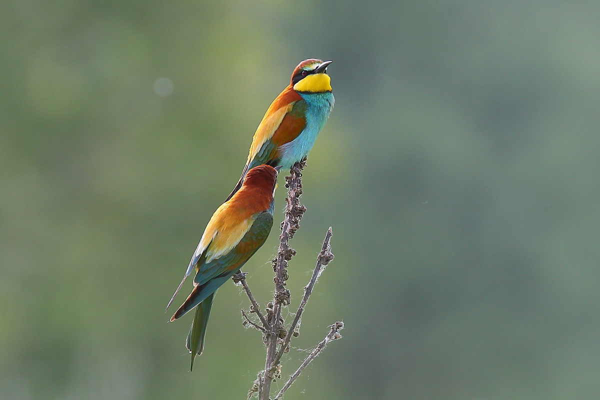 Bee-eaters '14