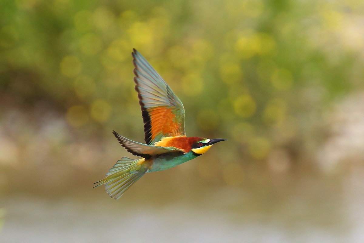 Bee-eaters '14