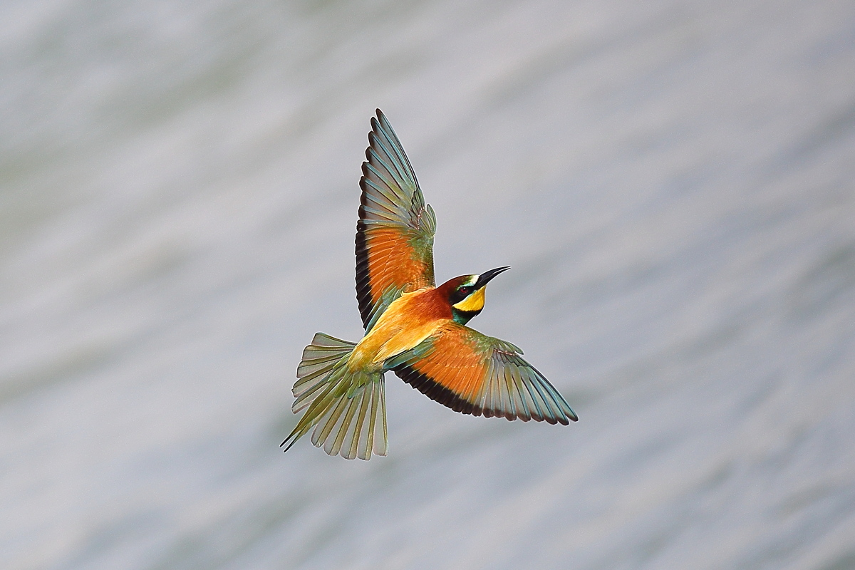 Bee-eaters '14