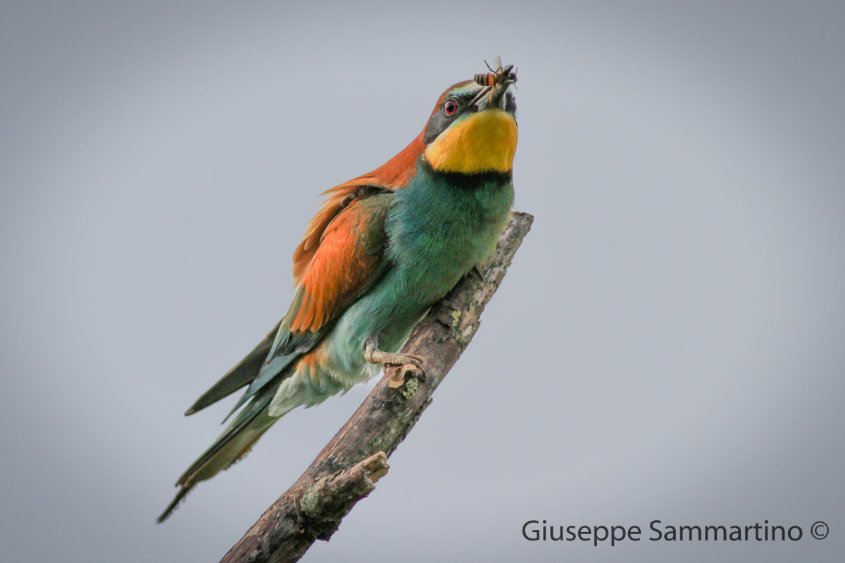 bee-eater